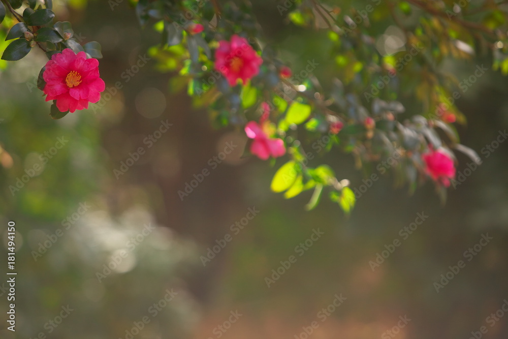 晩秋に咲いた山茶花 晩秋に咲いた山茶花