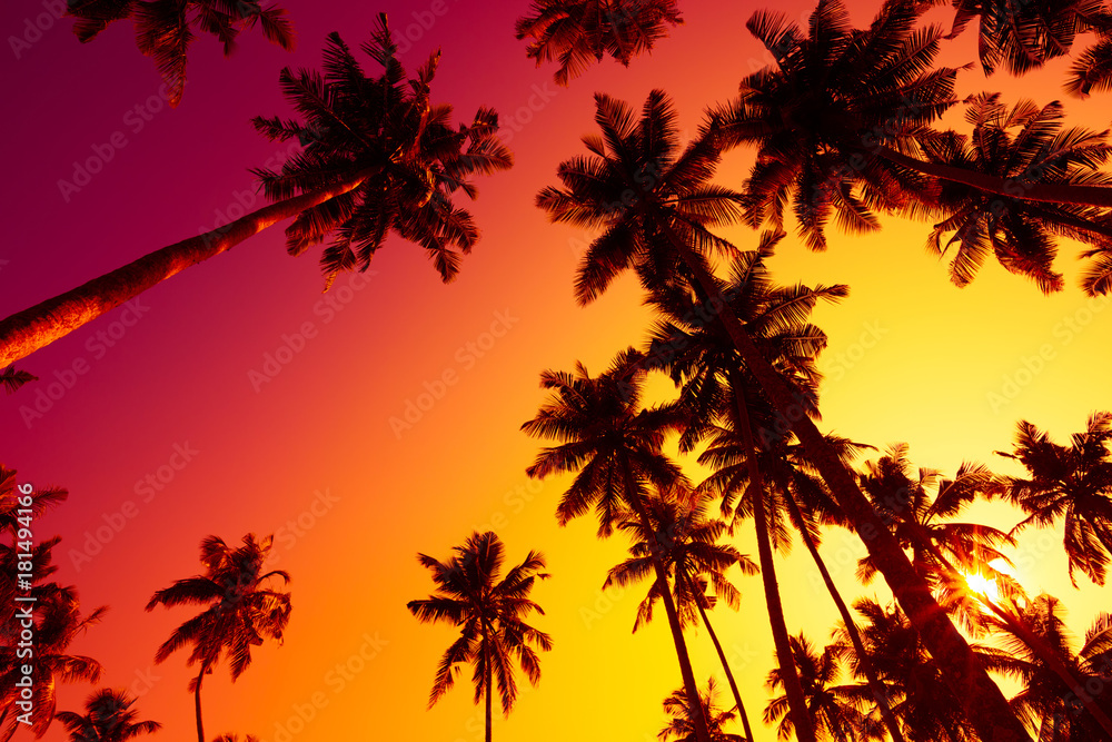 Tropical palms silhouettes at vivid sunset light
