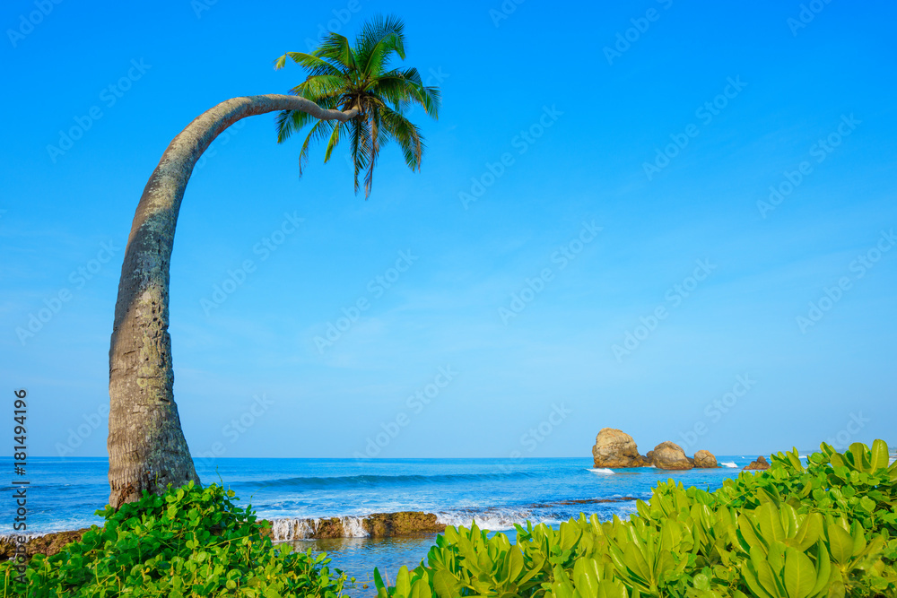 Coconut palm tree on exotic tropical island beach at summer clear day