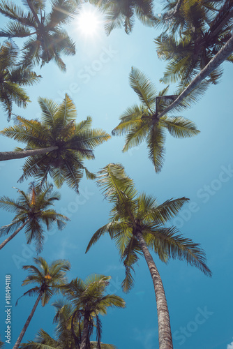 Tropical palms perspective view with shining sun