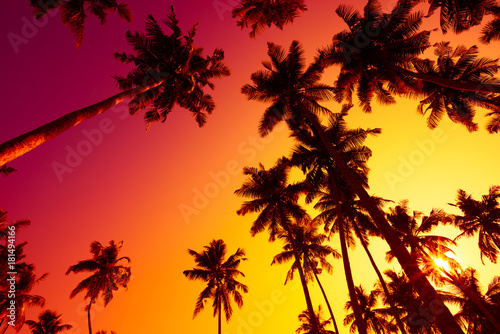 Tropical palms silhouettes at vivid sunset light