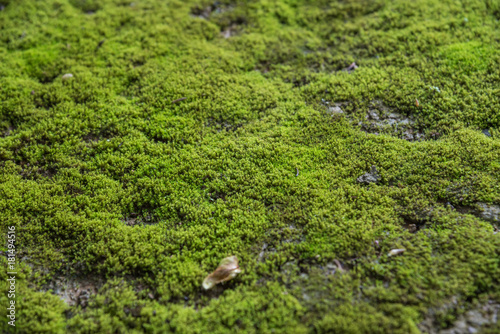 Mosses are small flowerless plants in a nature