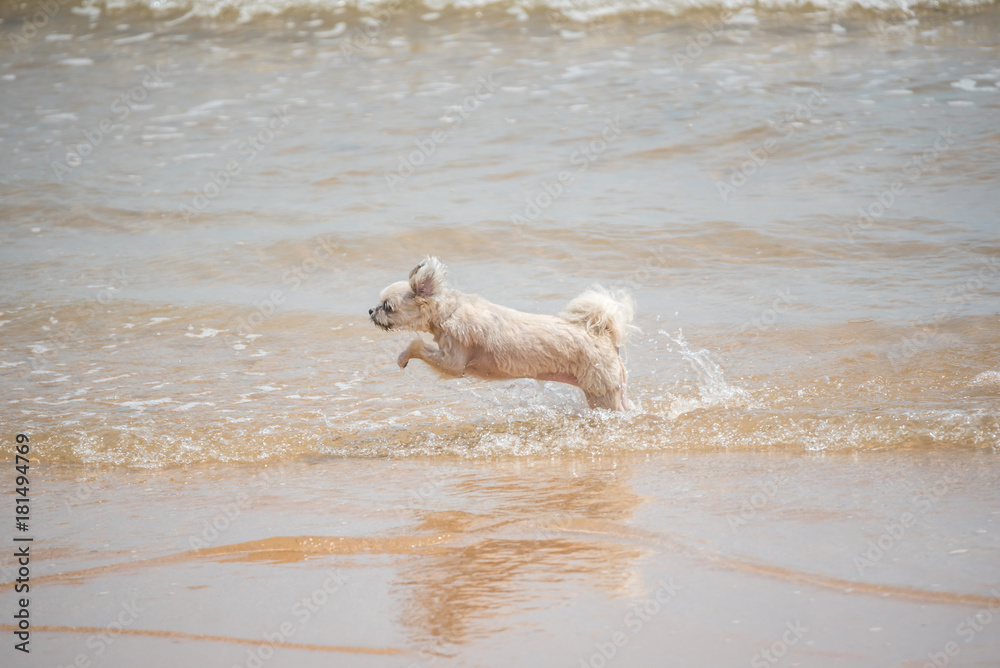 Dog running happy fun on beach when travel at sea Dog running happy fun on beach when travel at sea