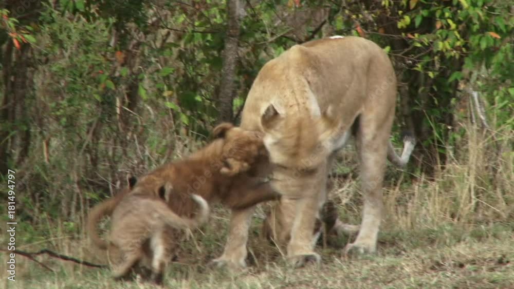 Lion cubs playing with their mother. Lion cubs playing with their mother.