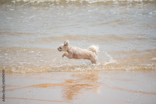 Fototapeta Naklejka Na Ścianę i Meble -  Dog running happy fun on beach when travel at sea
