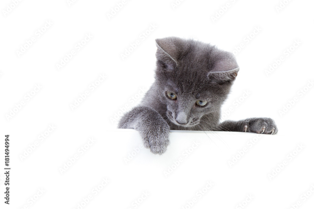 Fotografie Gray, young cat on white looking down from behind a white wall