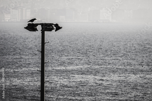 Crow in the panorama of Izmir (Turkey)