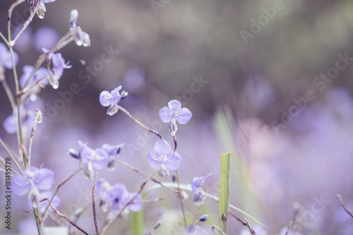  flowers in the pastel color © Thiradech
