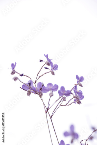 Fototapeta Naklejka Na Ścianę i Meble -  Purple flower field in white background.