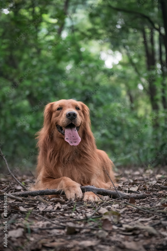 Golden retriever in the outdoor jungle Golden retriever in the outdoor jungle