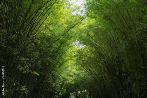 Tunnel bamboo trees provides a peaceful shade