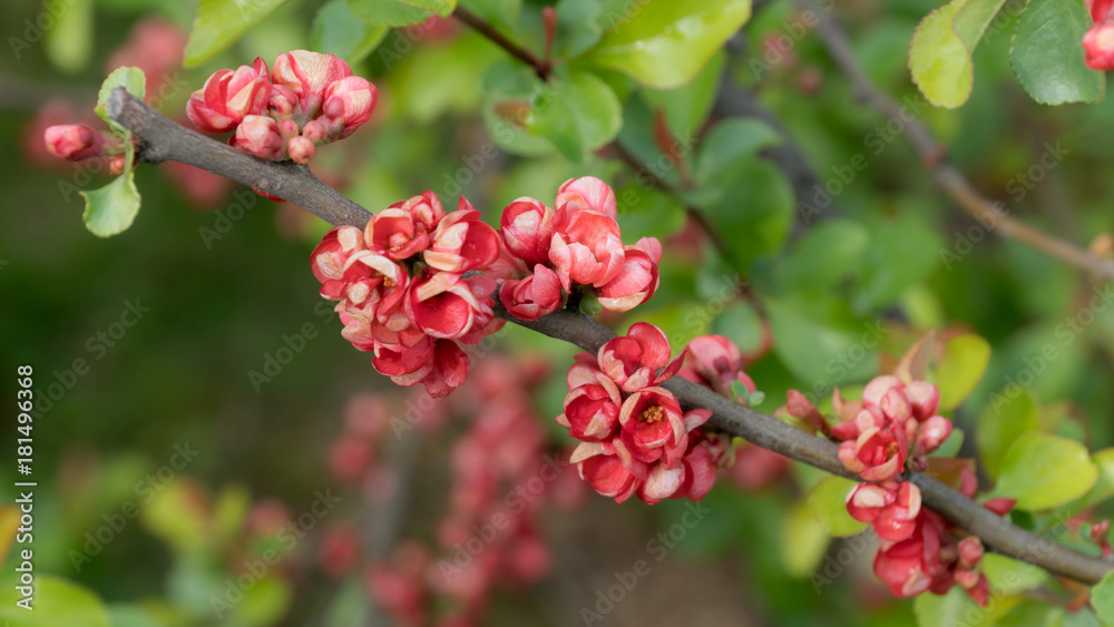 Pink flowering tree branch. Closeup on blossoms flowering tree in spring Pink flowering tree branch. Closeup on blossoms flowering tree in spring