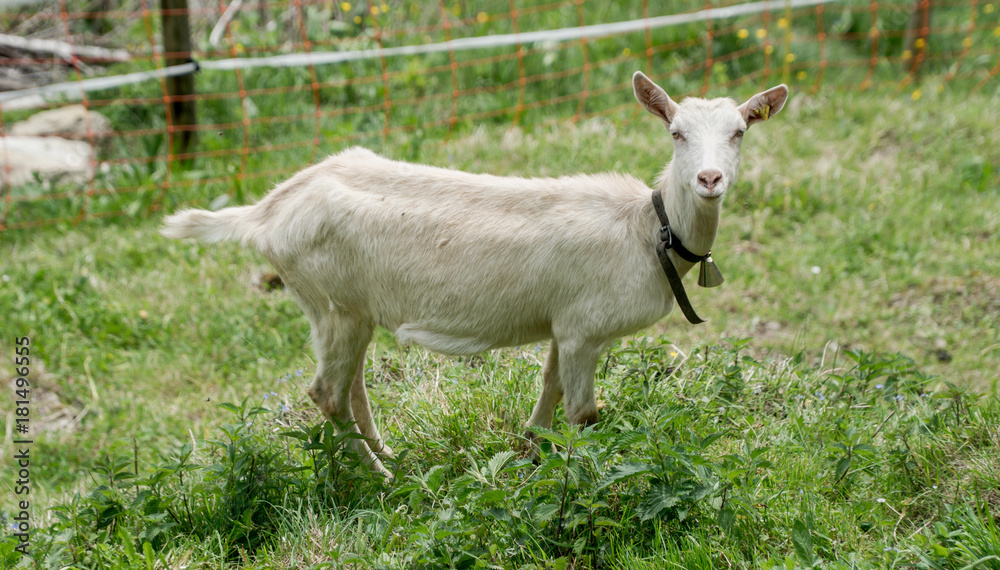 Goat on the green summer meadow Goat on the green summer meadow