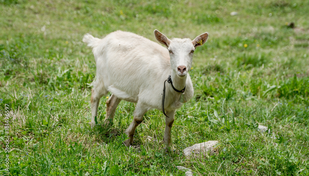 Goat on the green summer meadow Goat on the green summer meadow