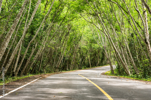 The road stretches with the green trees on both sides