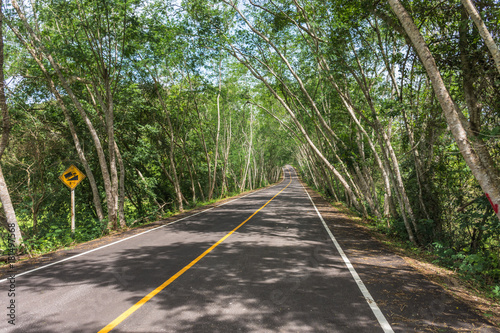 The road stretches with the green trees on both sides