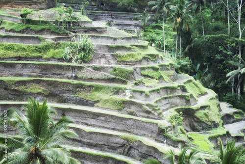 Rice terraces in Tegallalang. The long-stemmed padi Bali  indigenous Bali rice  is grown here on steep terraces  Bali  Indonesia