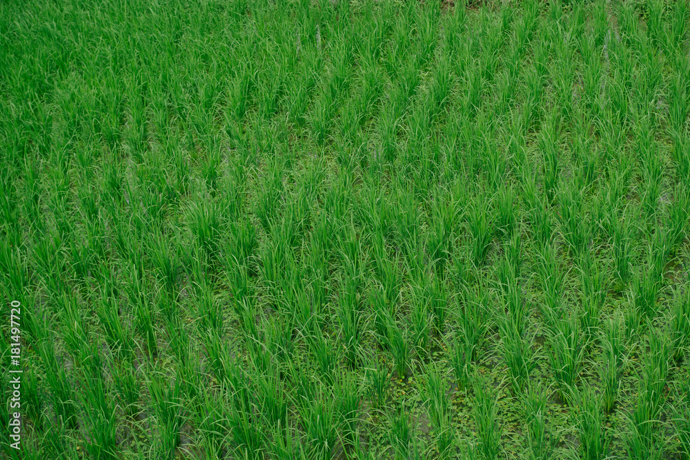 Fototapeta premium Rice field in Thailand you may find the central of country