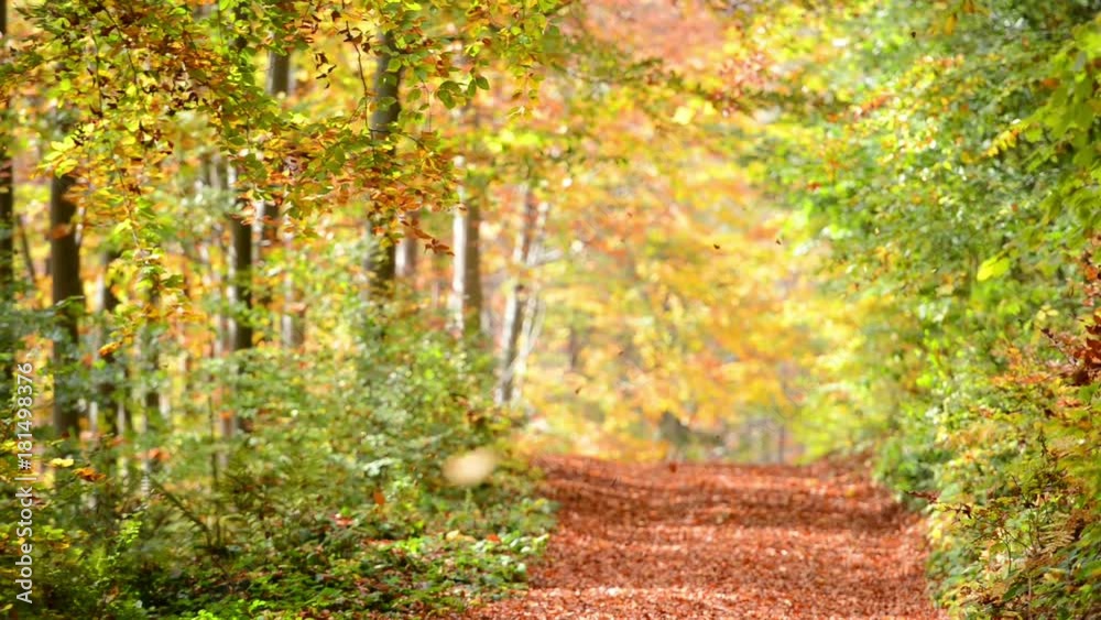 autumn leaves falling