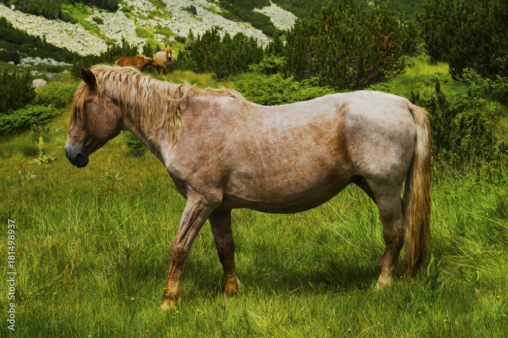 Fototapeta premium Beautiful landscape with wild horse in the mountain