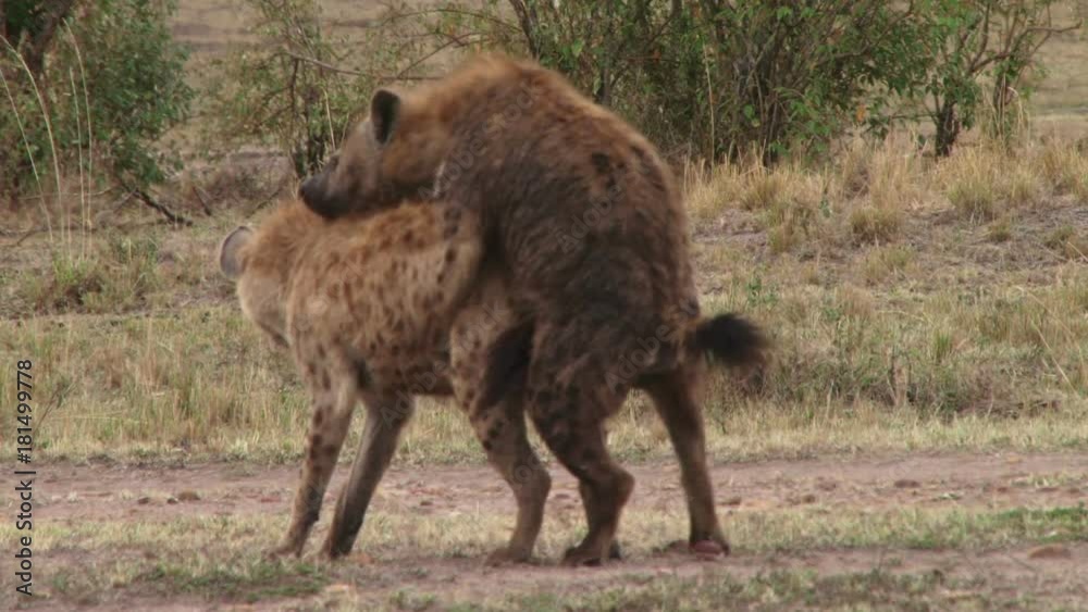 Male hyena mounts a larger female during mating. Male hyena mounts a larger female during mating.