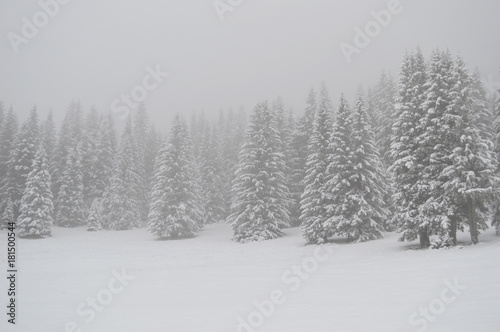 Winter forest © hobitnjak