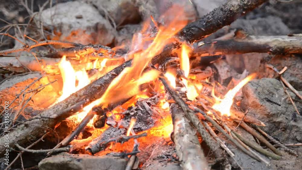 campfire in forest campfire in forest