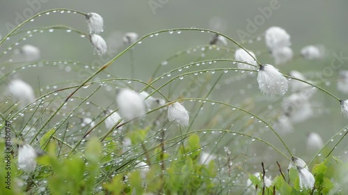 Beauty white flowers in high mountains