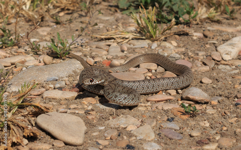 Snake (Dolichophis caspius)