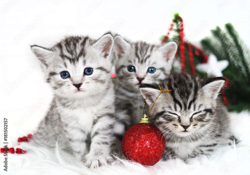 Kittens, Christmas holiday, red Christmas balls toys. Kittens breed Scottish British cute Kittens, Christmas holiday, red Christmas balls toys. Kittens breed Scottish British cute