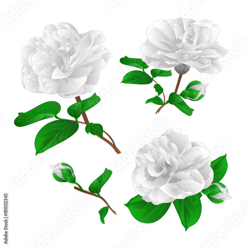 Three white flowers Camellia Japonica  with buds vintage vector illustration editable  hand draw 