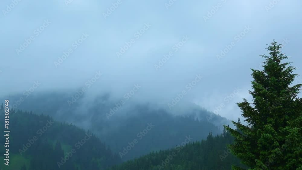 Rainy weather in mountain area. Beautiful coniferous green trees and thick mist slowly moving among trees. Scenic green landscape background. Real time full hd video footage.