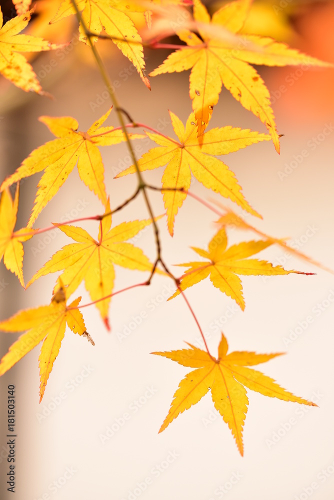 もみじ 紅葉 もみじ 紅葉