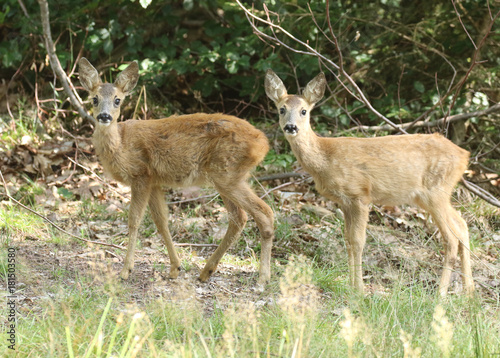 Jumeaux de chevrette devant le photographe 