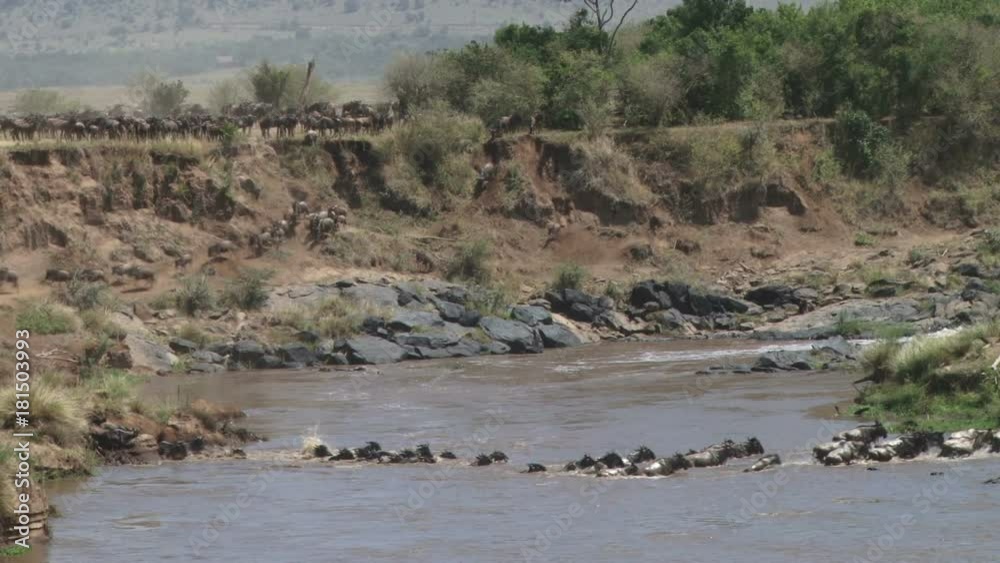 A wide shot of wildebeests crossing mara river in a line. A wide shot of wildebeests crossing mara river in a line.
