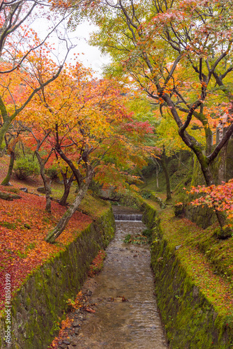 Japan, Kyoto Autumn beautiful maple tree with colorful autumn leaves