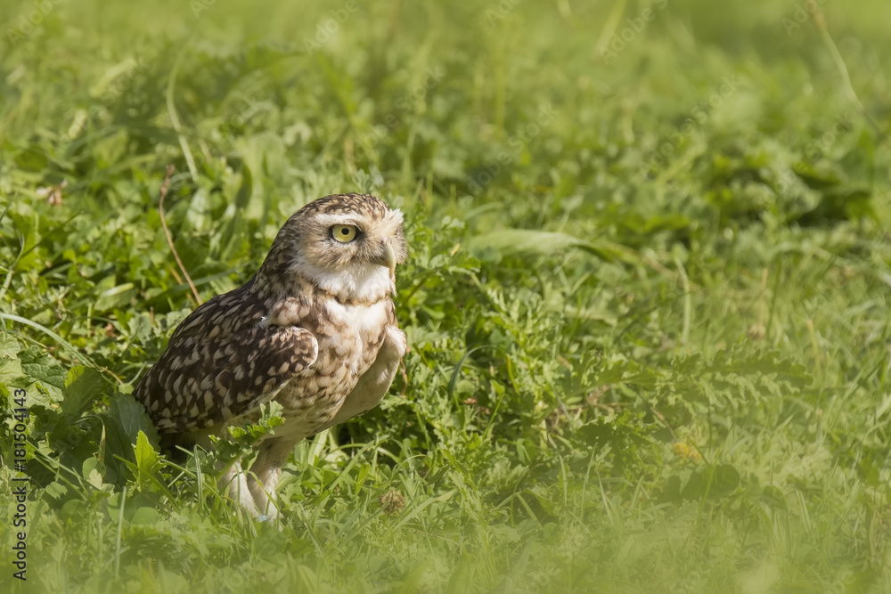 Burrowing owl (Athene cunicularia) standing in grassland Burrowing owl (Athene cunicularia) standing in grassland