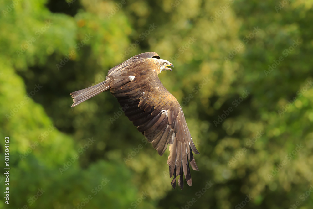 Obraz premium Black kite Milvus migrans in flight hunting