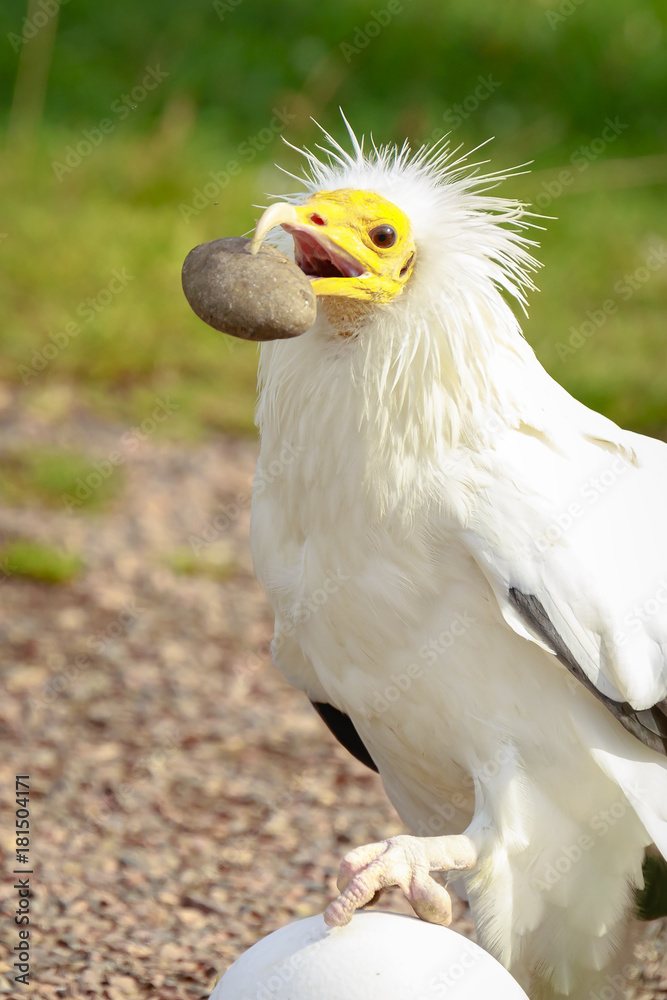 Egyptian vulture (Neophron percnopterus) bird of prey, breaks a big white egg with a stone in his beak. Egyptian vulture (Neophron percnopterus) bird of prey, breaks a big white egg with a stone in his beak.
