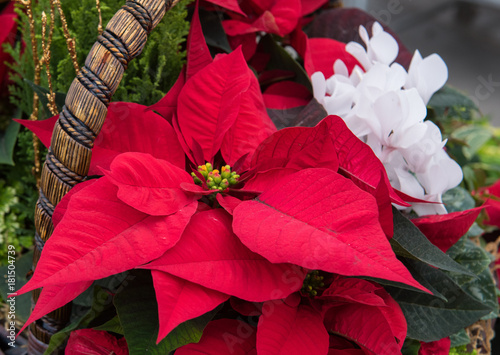 Poinsettias