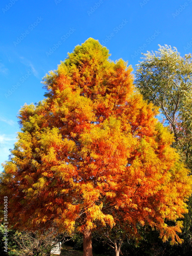 Fototapeta premium OLYMPUS DIGITAL CAMERA