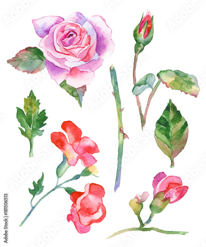 Watercolor flowers illustration