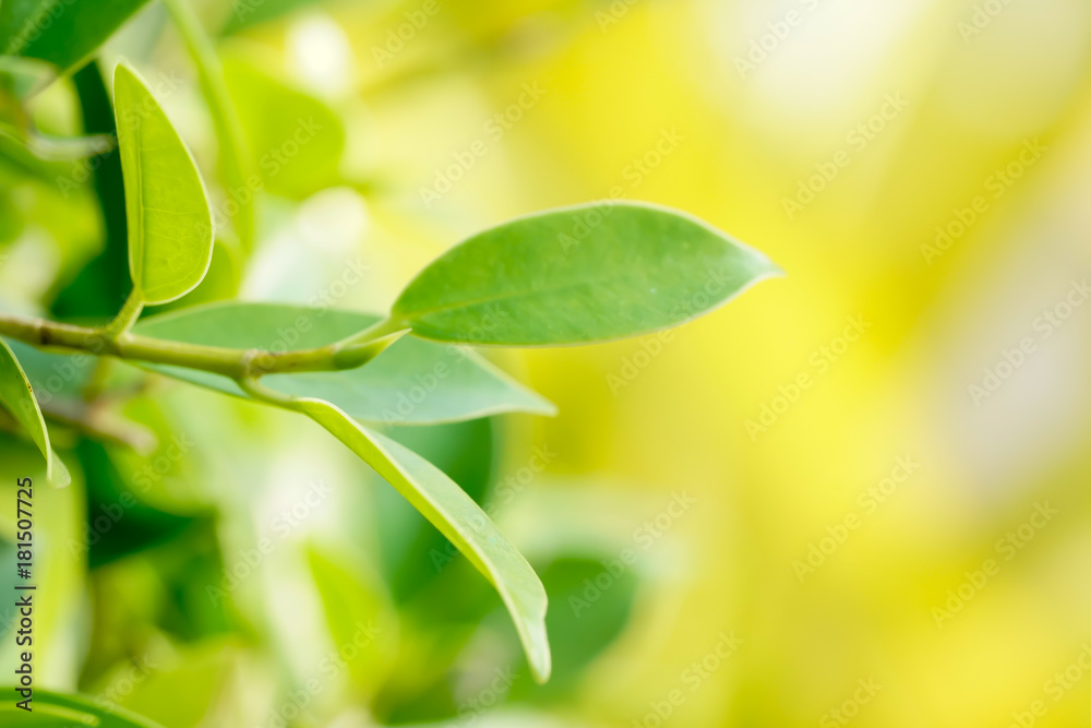 Closeup nature view of green leaf on blurred background in garden  using as background natural greenery plants landscape, ecology, fresh wallpaper concept.