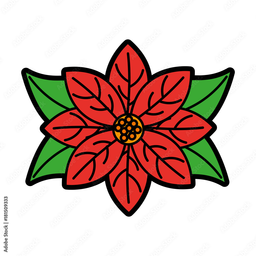 Fototapeta premium poinsettia flower for christmas decoration natural