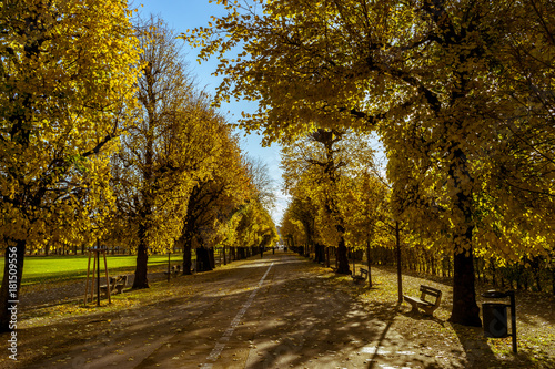 Herbst Allee in einem Park, Augarten in Wien 
