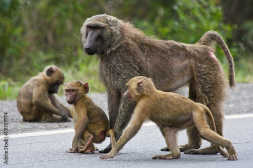 baboon family