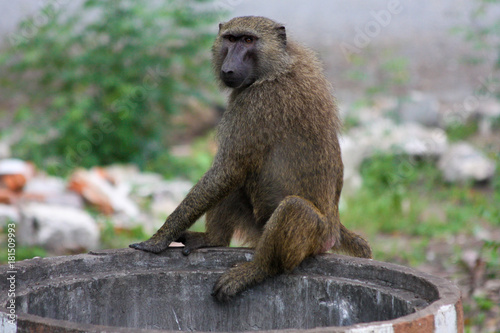 baboon on a pipe © Zach