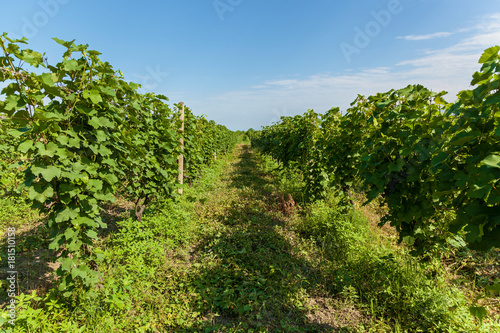 Vineyards of wine area of Georgia Kakheti, Kvareli wineyards close to Caucasus mountain range. Vineyards in the Kakheti region, Georgia, Caucasus © Oleg