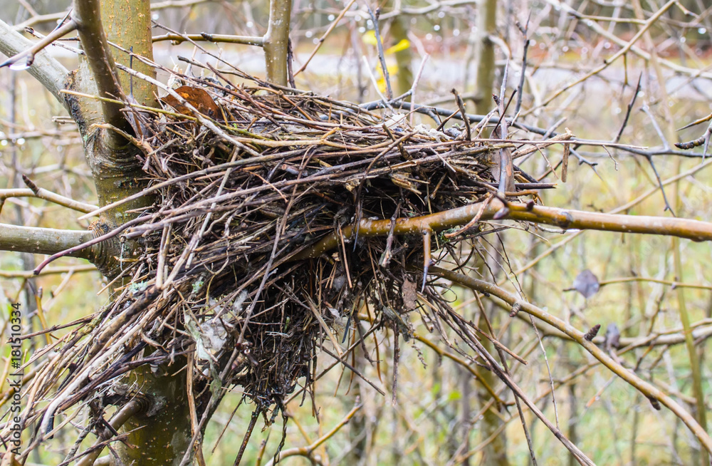 Empty Bird Nest In Tree