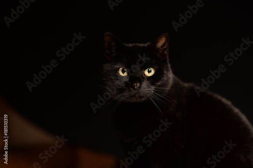 Katze